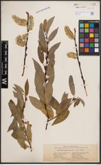 Foto von Salix daphnoides Vill.